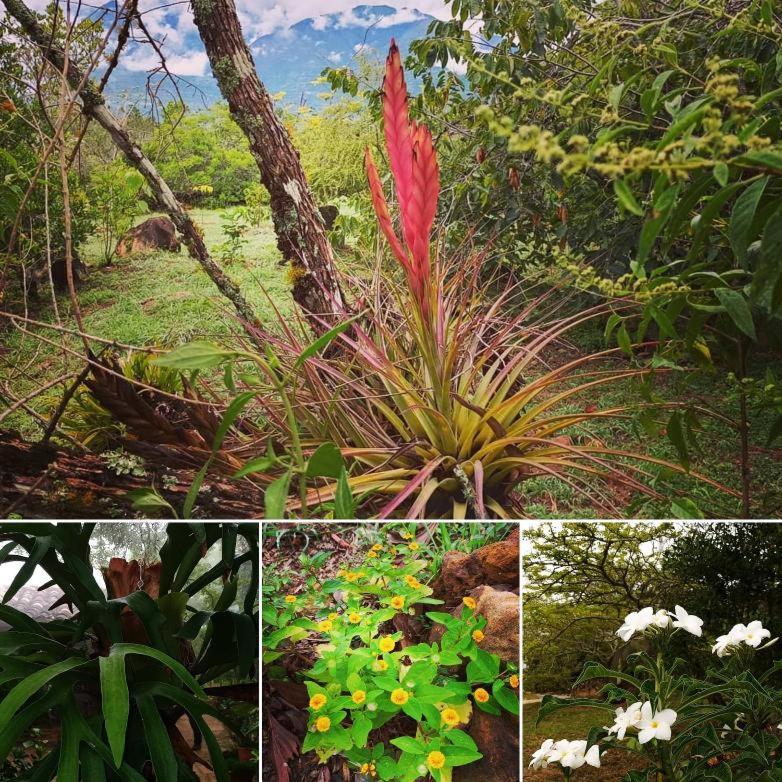 El Paraiso Posada Finca San Vicente Barichara Luaran gambar